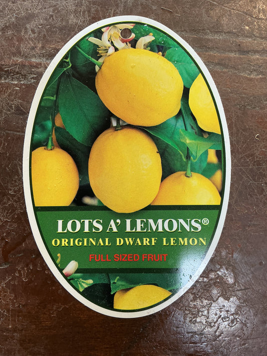 ‘Lots A’ Lemon' Dwarf Lemon