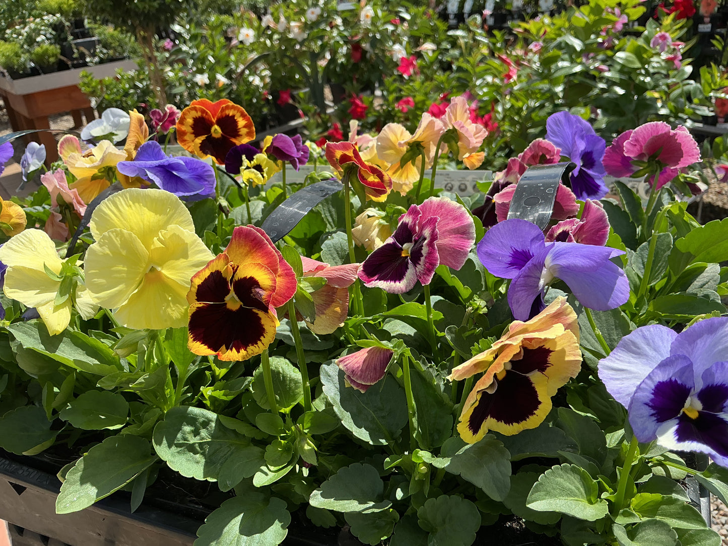 100mm Potted Colour