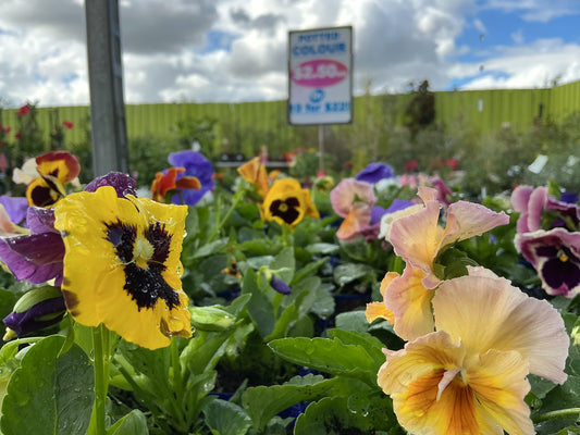 100mm Potted Colour