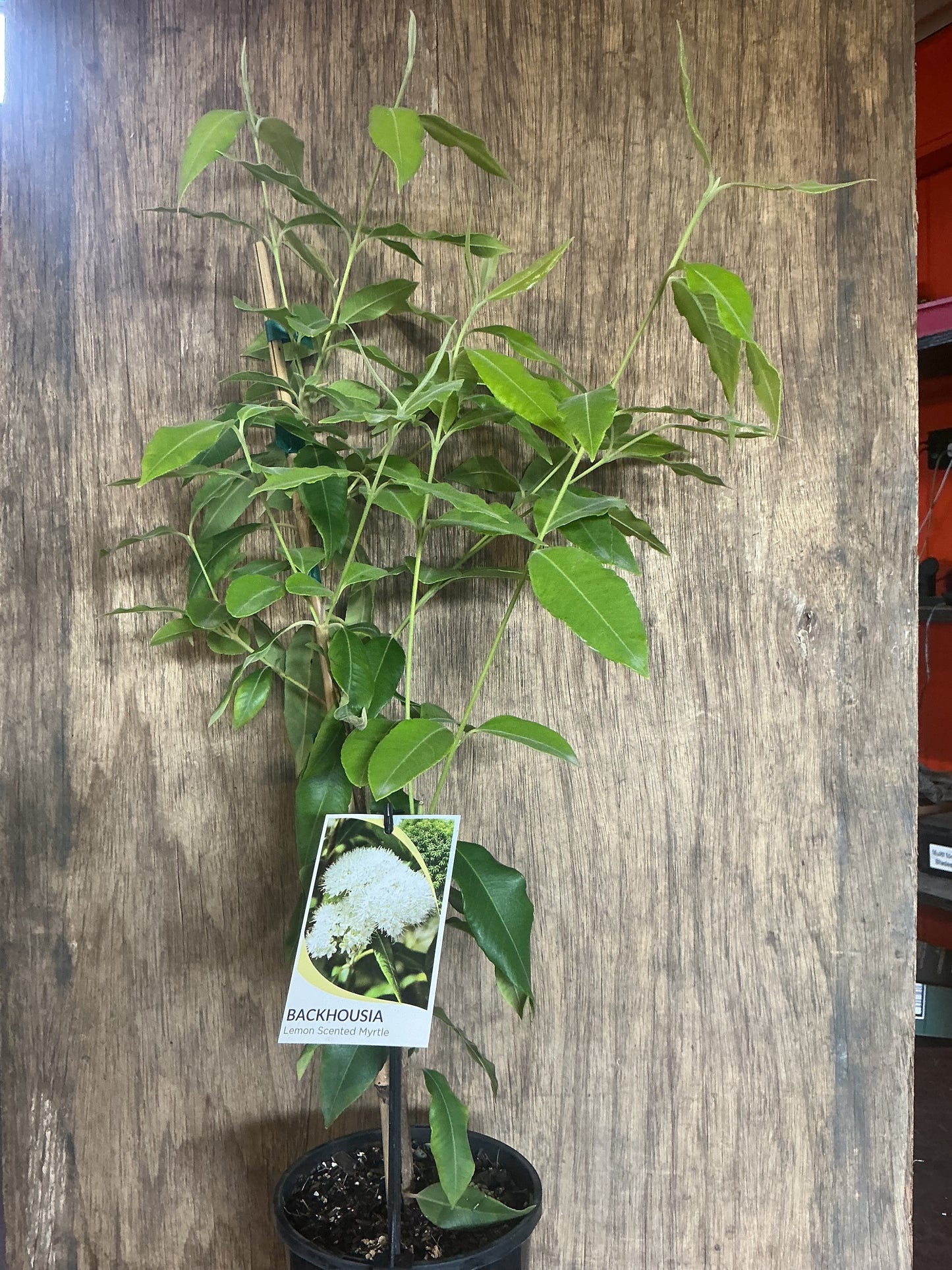 Backhousia citriodora 'Lemon Myrtle'