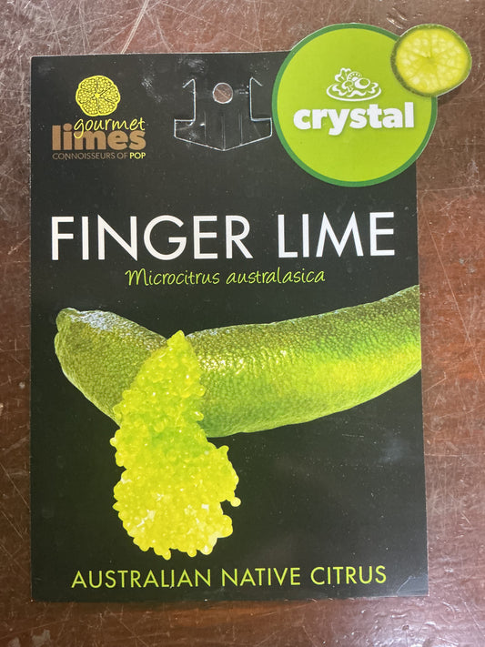 Finger Lime Green 140mm
