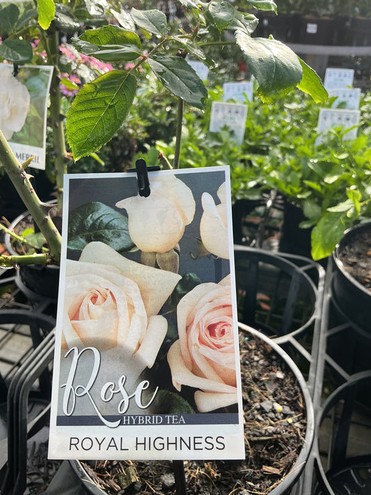 Roses