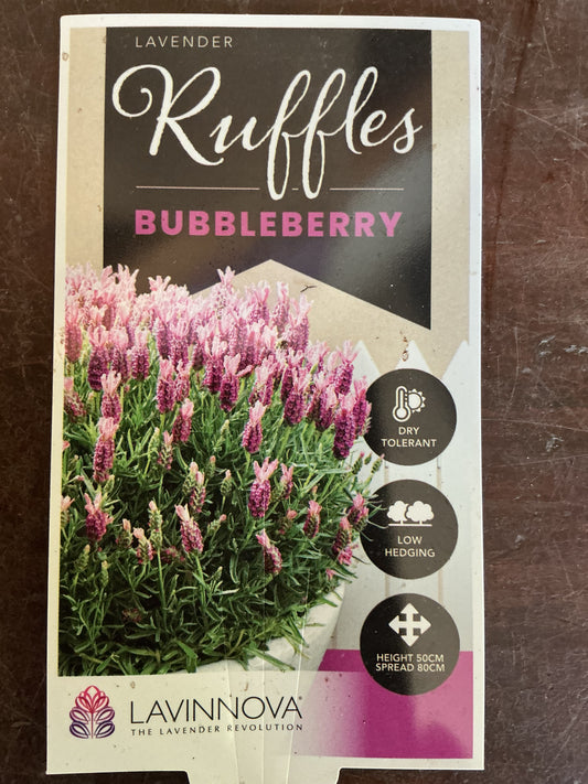 Lavender 'Blueberry Ruffles'
