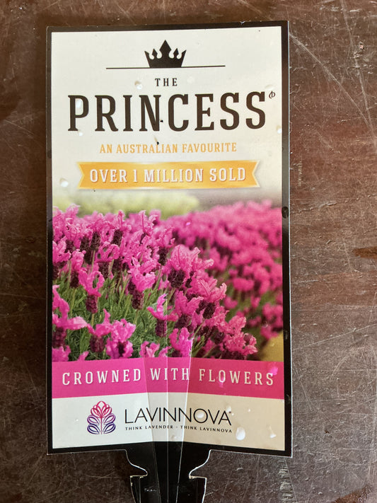 Lavender 'The Princess'