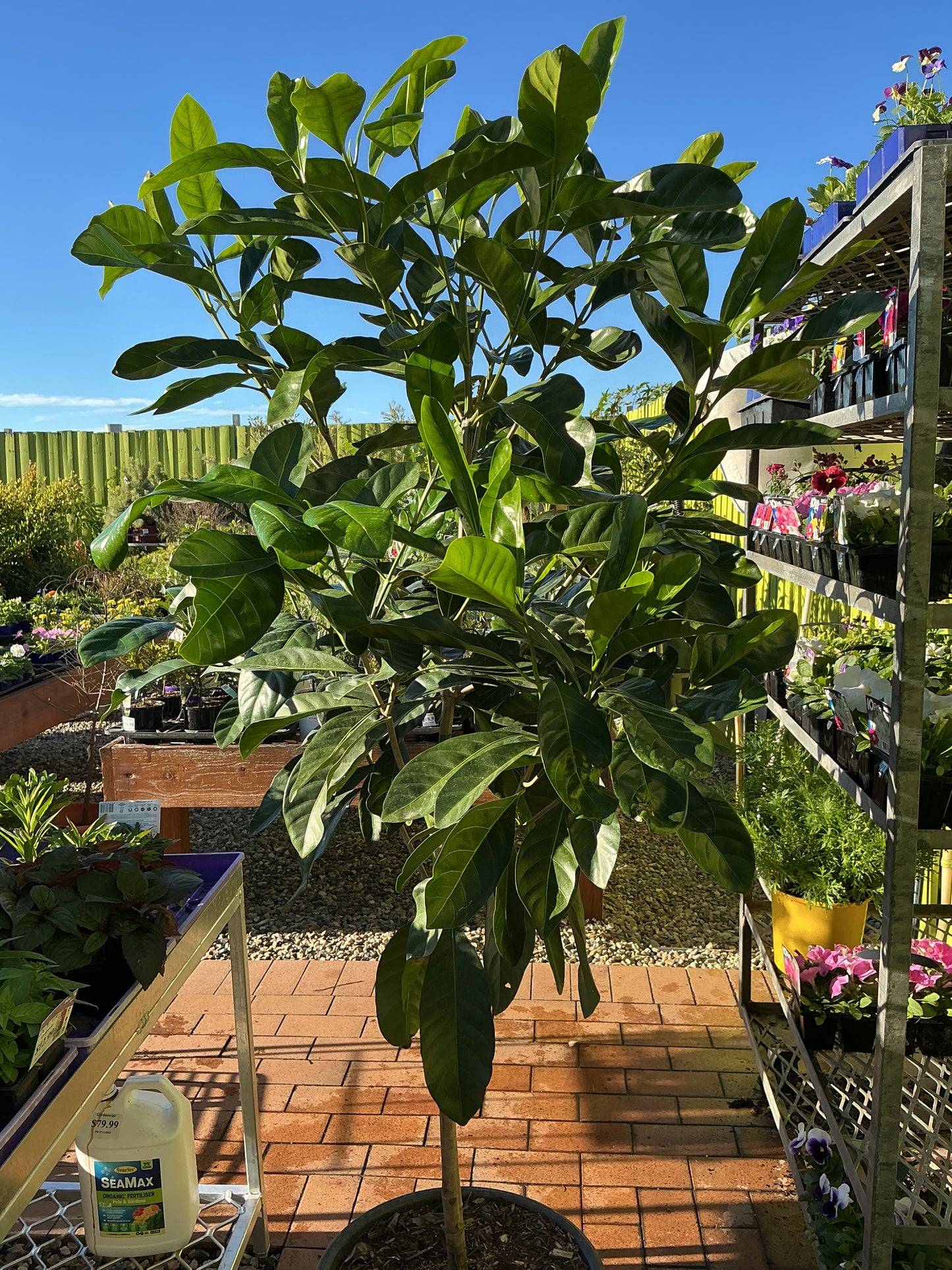 Native Gardenia