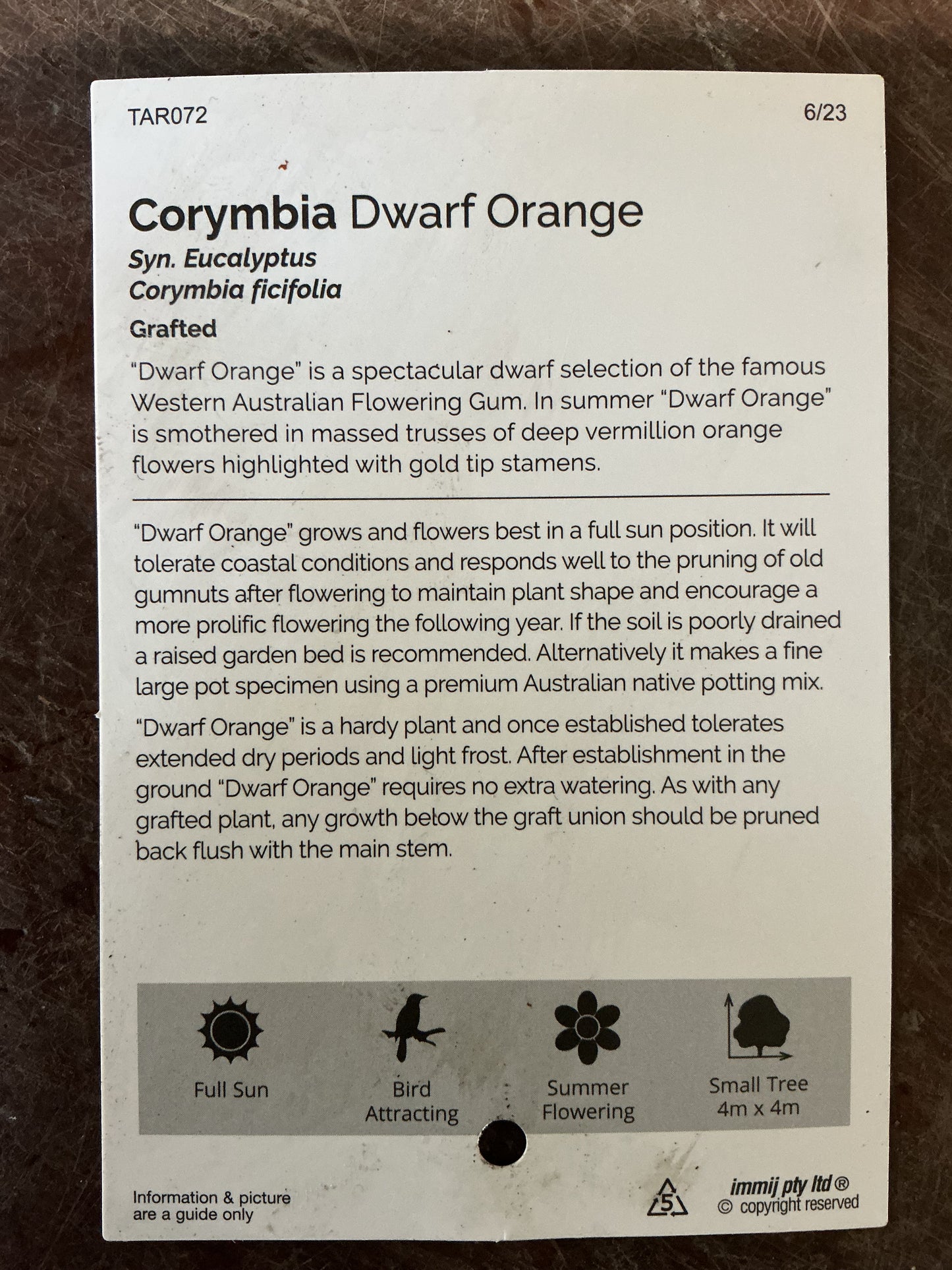 'Dwarf Orange' Flowering Gum (Corymbia)