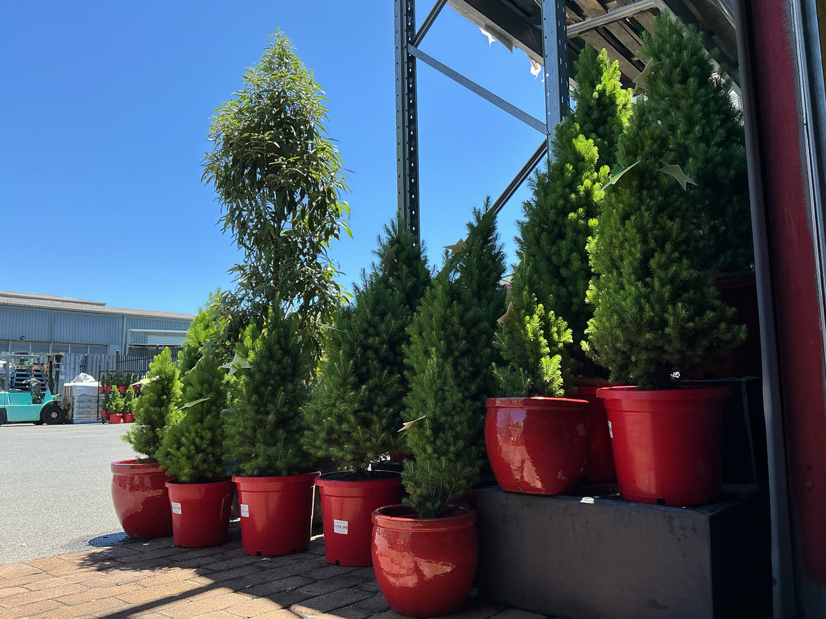 Christmas Trees (Picea glauca)