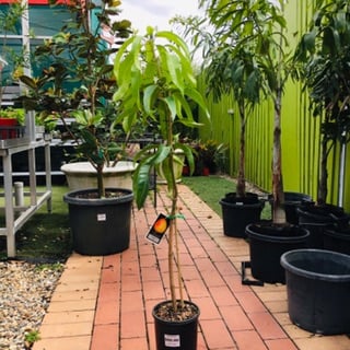 Mango R2E2 image 2