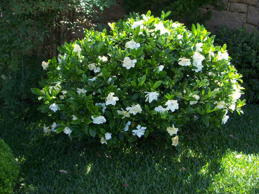 Gardenia 'Florida' image 1