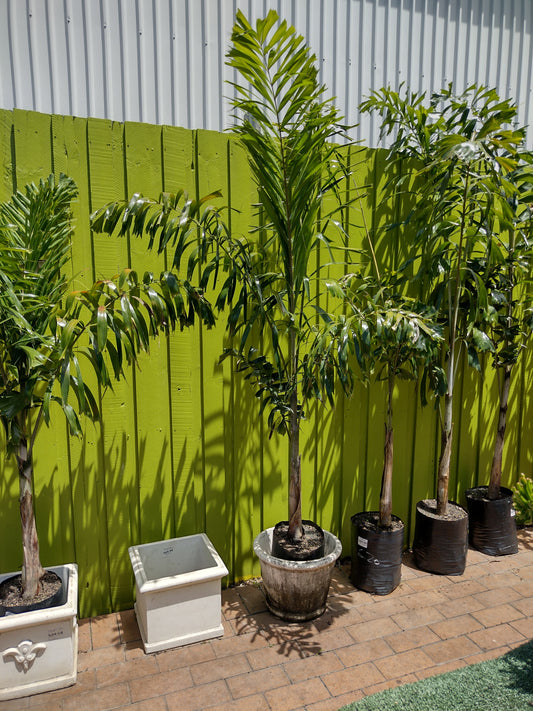 Foxtail Palm image 1