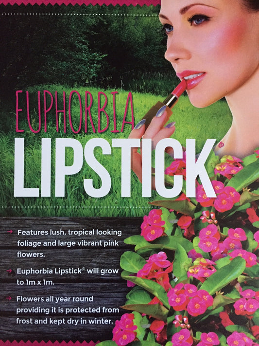 Euphorbia Lipstick image 1