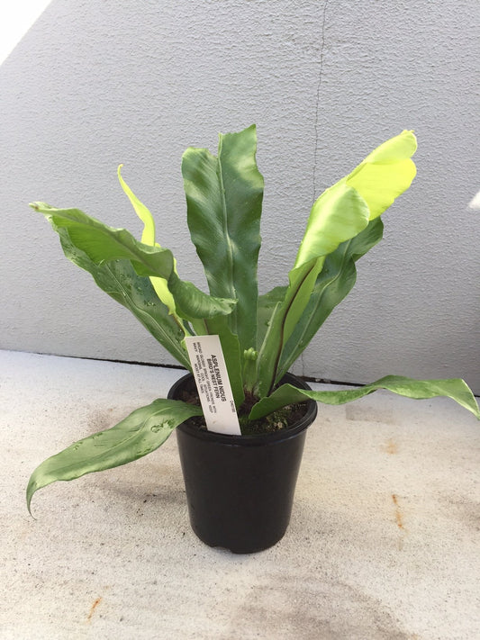 Crow's Nest Fern - 140mm image