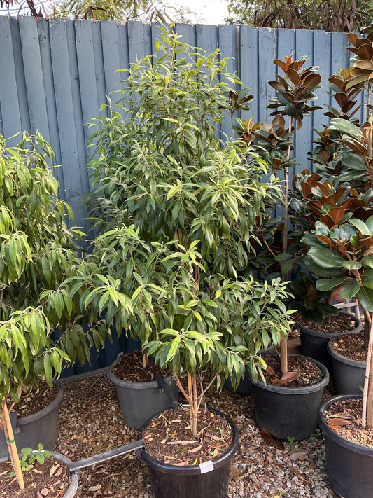 Backhousia citriodora 'Lemon Myrtle'