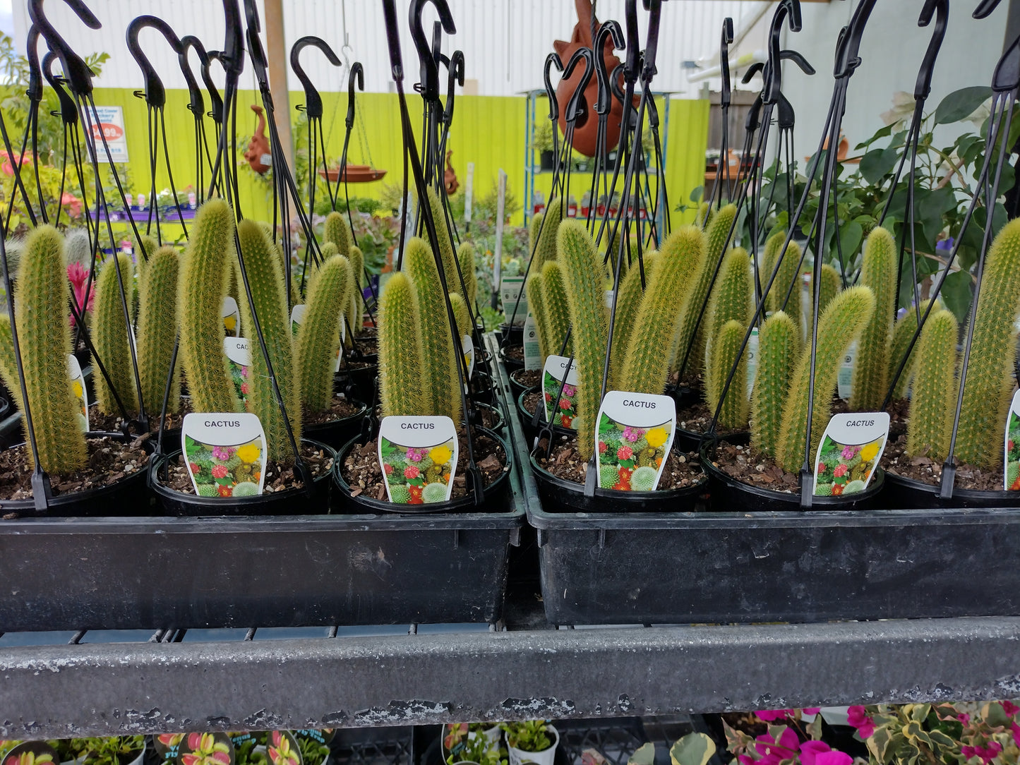 ‘Golden monkey tail’ cactus image 1