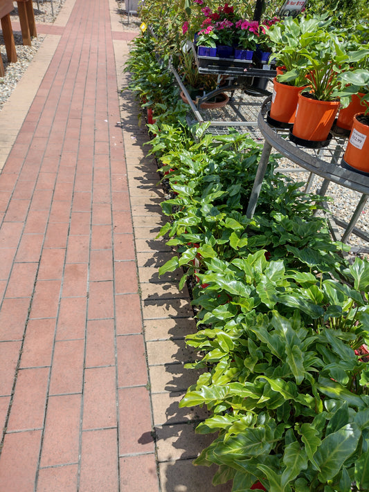 'Xanadu' Philodendron image 1