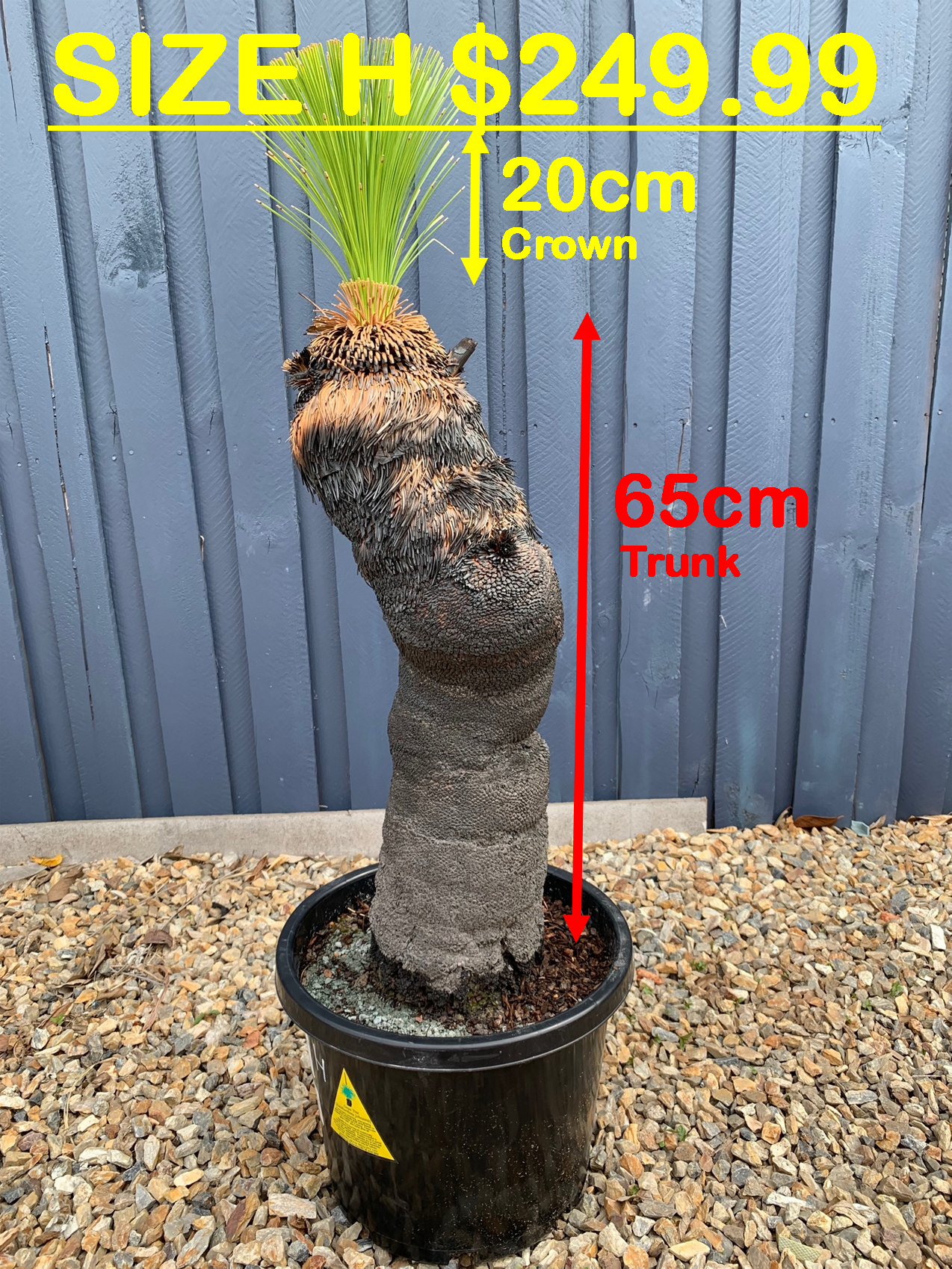 Grass Trees - H image