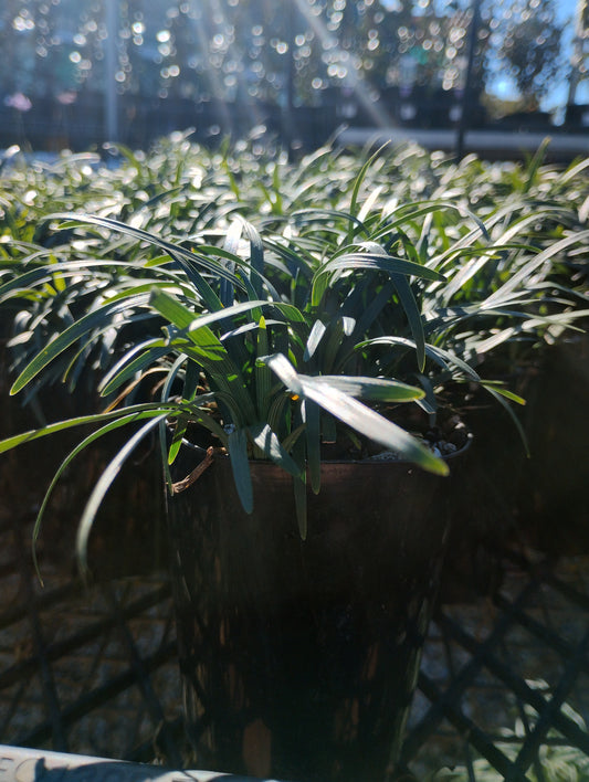 Mini Mondo Grass 75mm image 1