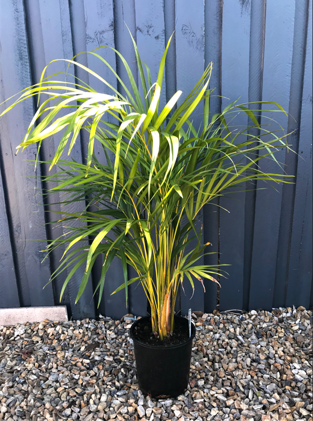 Golden Cane Palms image 0