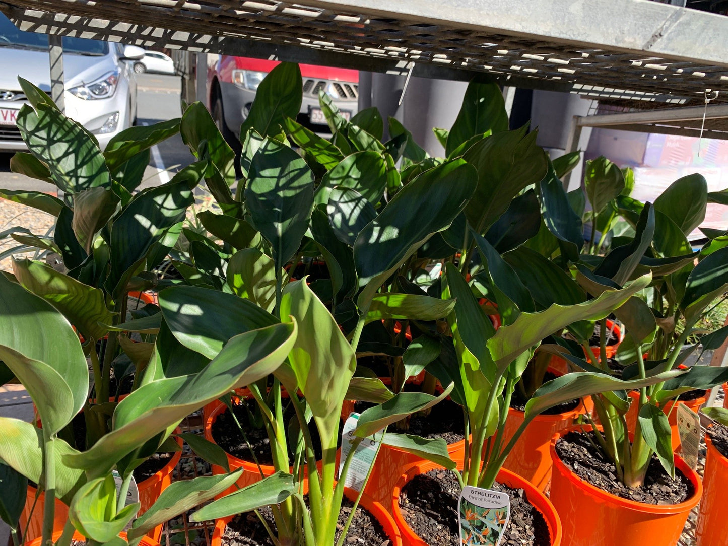 Strelitzia Reginae 'Bird of Paradise' 140mm image 0