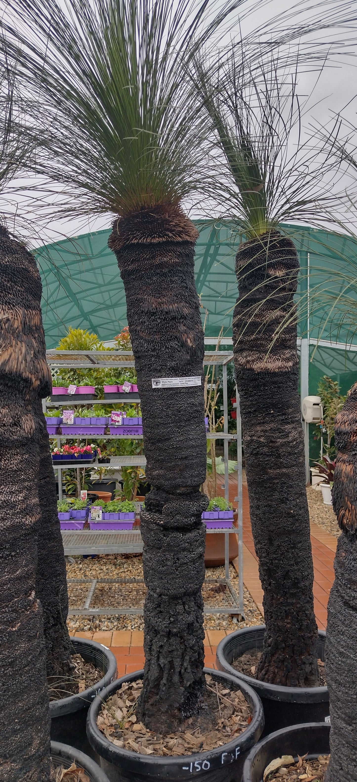 Grass Tree 139cm Tall image 0