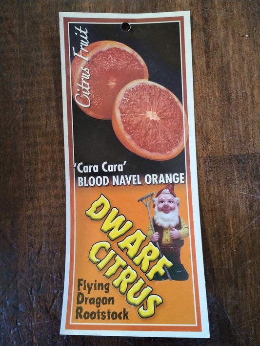 Dwarf Blood navel orange ‘Cara Cara’ image 1
