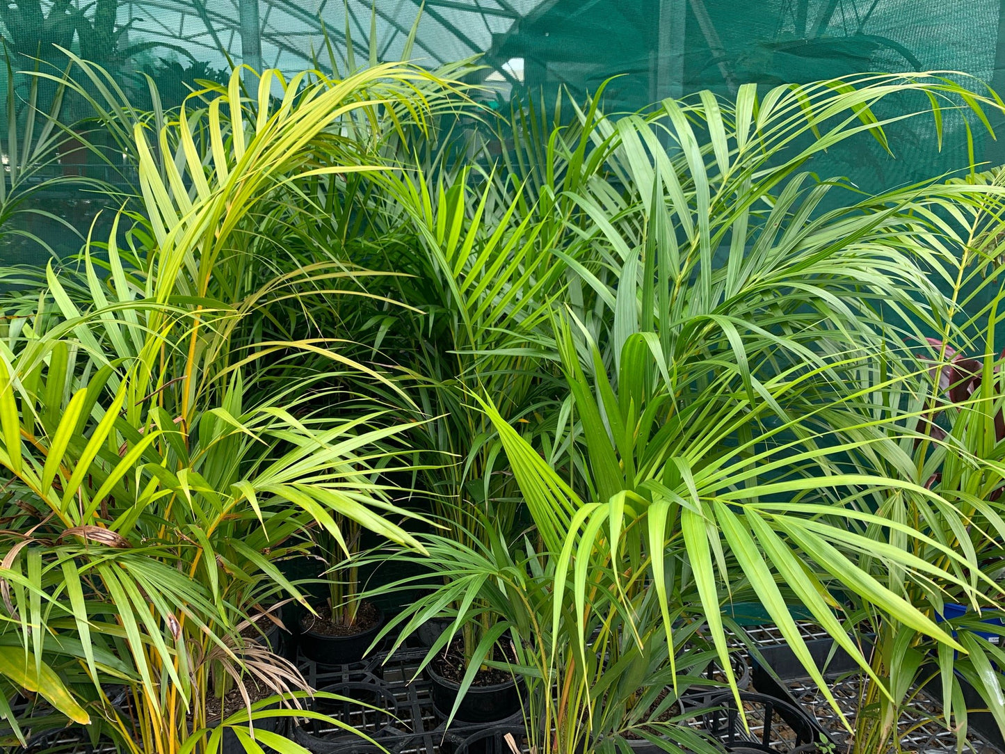 Golden Cane Palms image 3