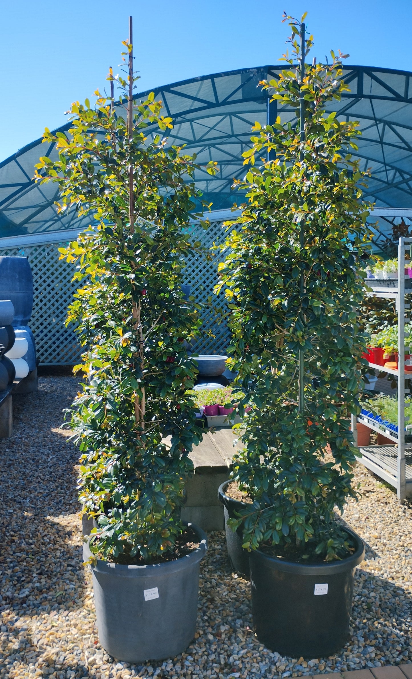 Lilly Pilly Resilience 500mm pot image 0