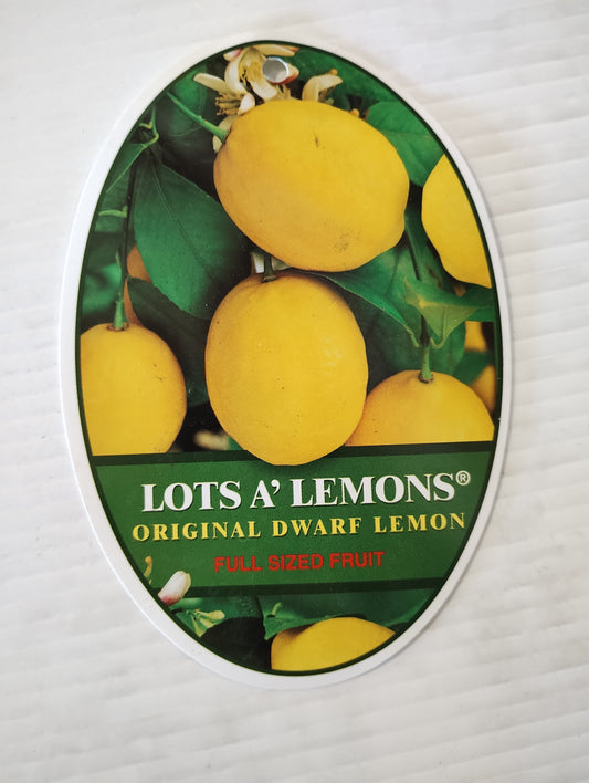 ‘Lots A’ Lemon' Dwarf Lemon image 1