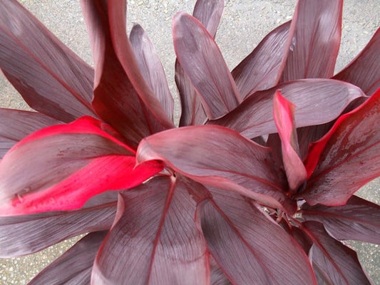Cordyline Rubra image 1