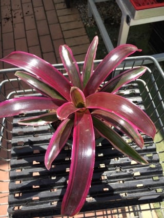 Neoregelia Dwarf 'Purple Prince' image 0