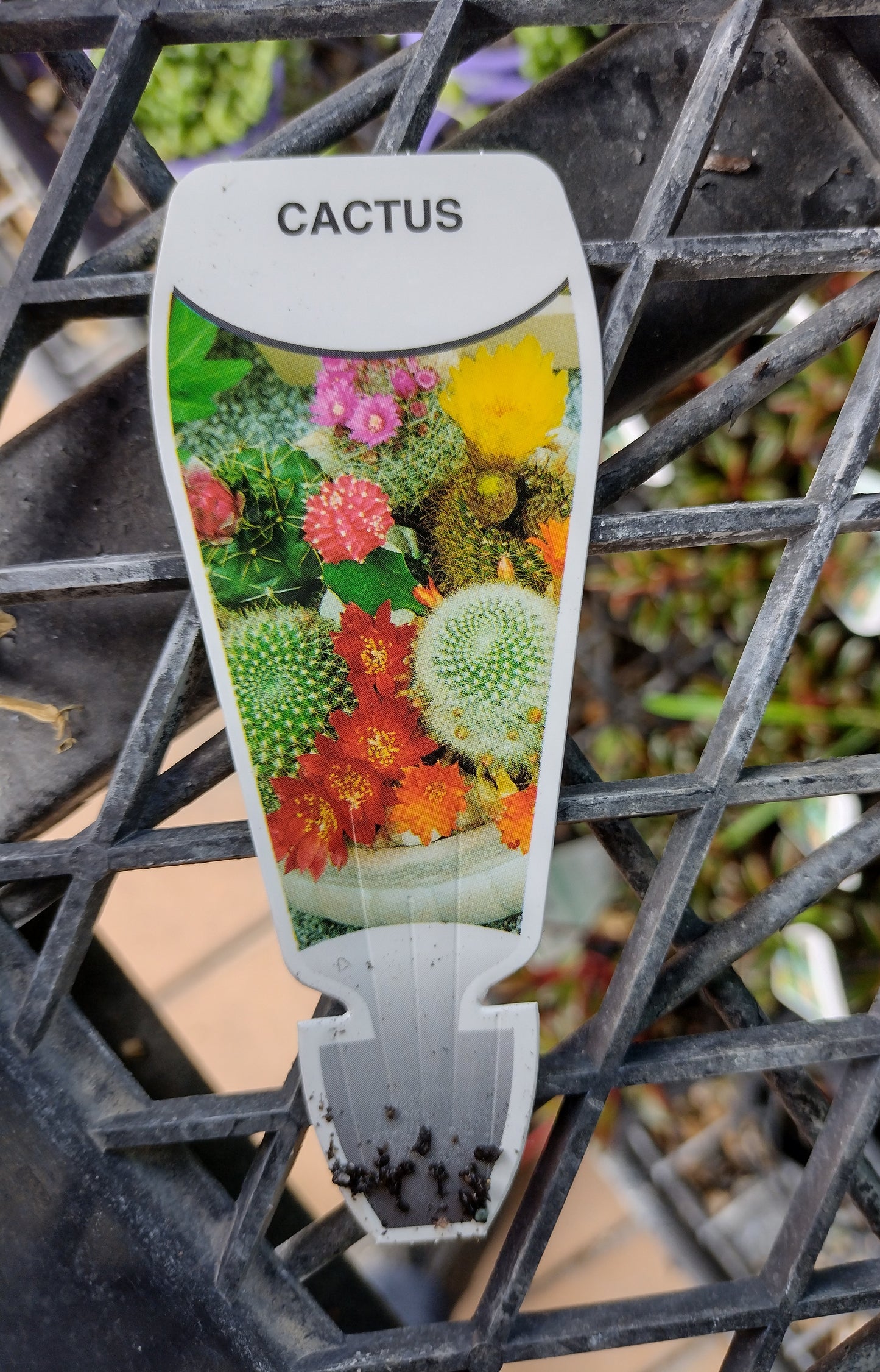Monkey Tail Cactus image 3