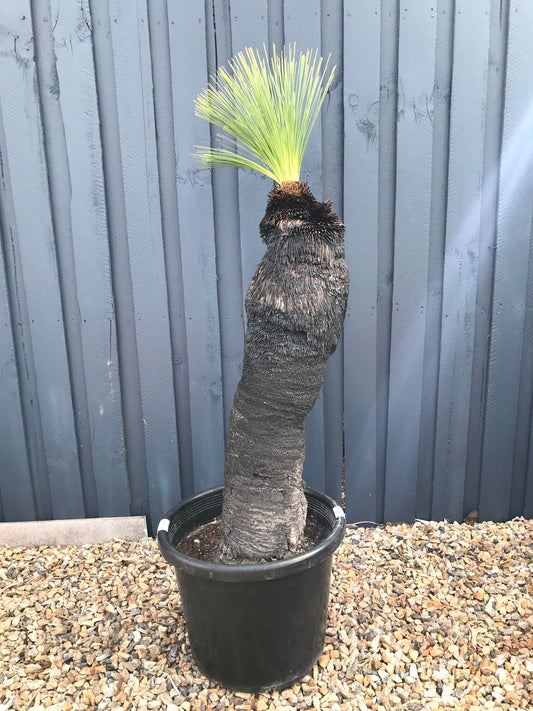 Grass Trees - J image