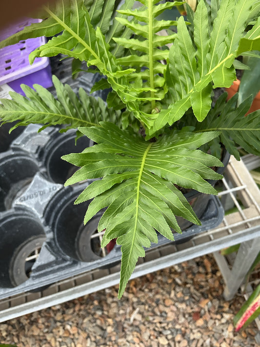 Blechnum Silver Lady