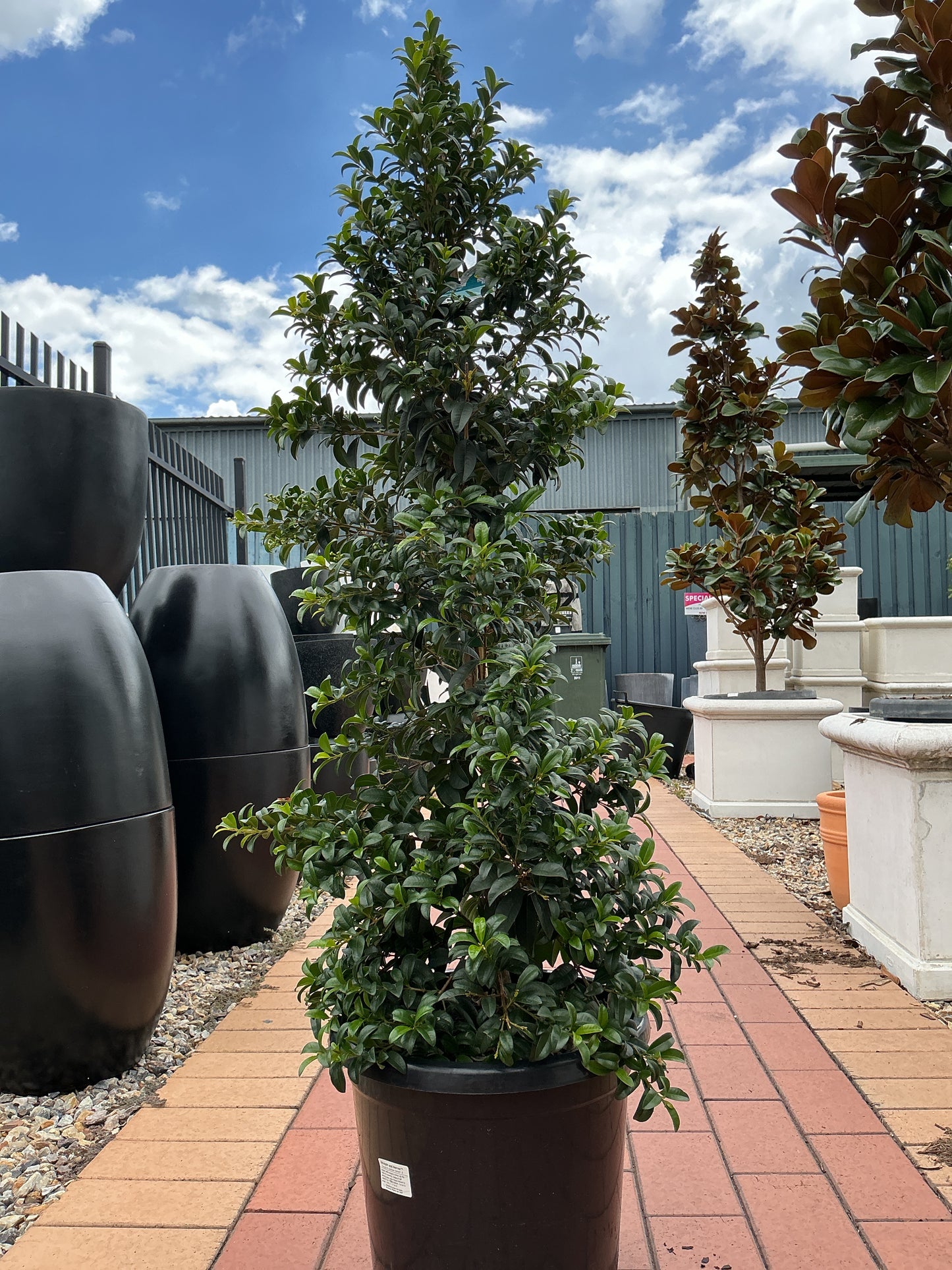 Lilly Pilly Straight and Narrow (Syzygium australe 'SAN01')