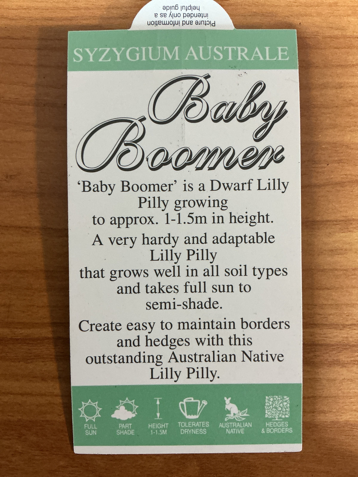 Dwarf Lilly Pilly ‘Baby Boomer’