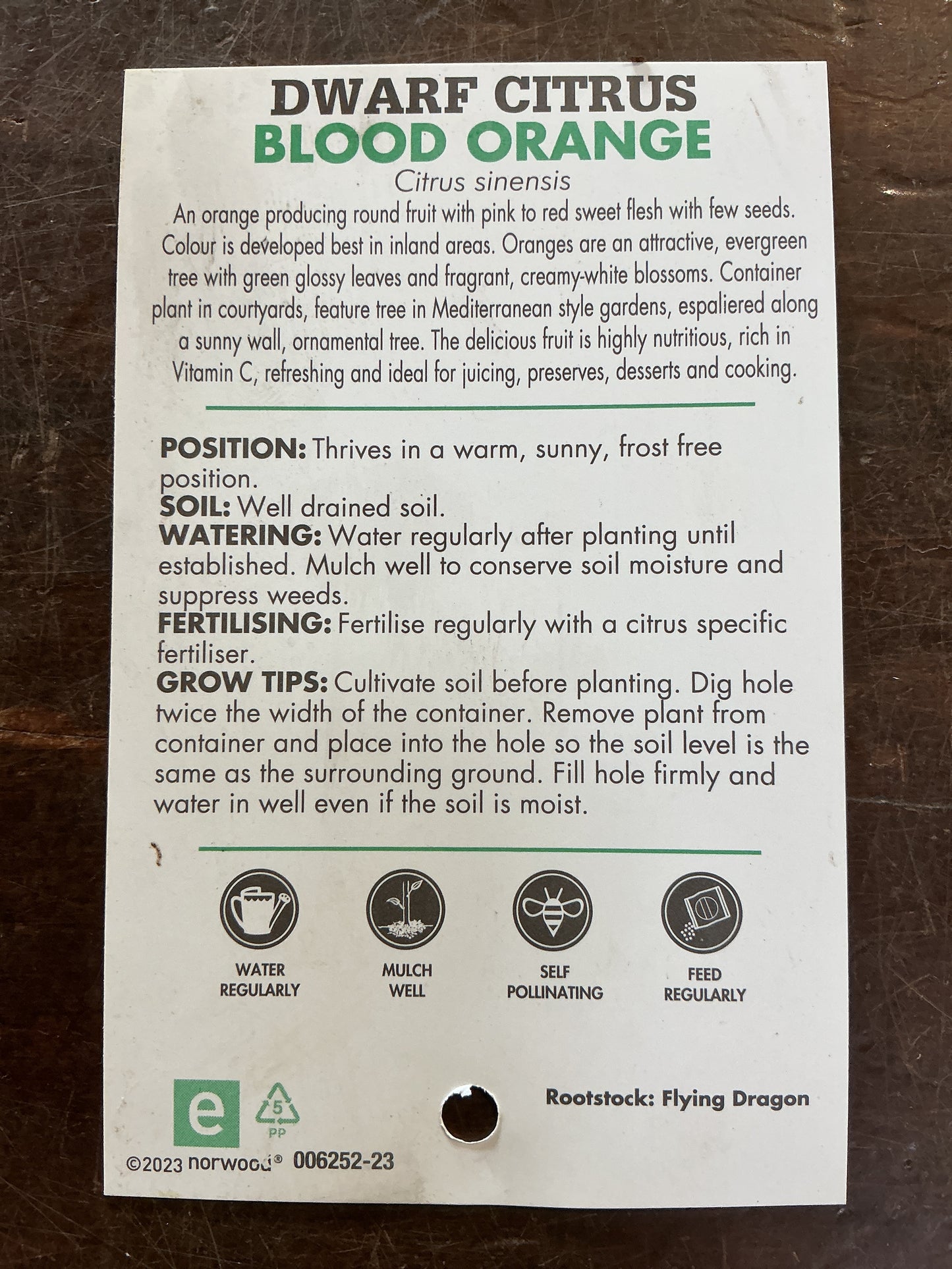 Dwarf Orange (Blood Orange)