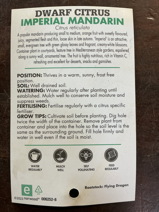 Dwarf Mandarin Imperial