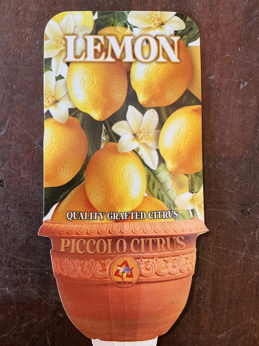 'Piccolo' Lisbon Lemon (Grafted Dwarf)