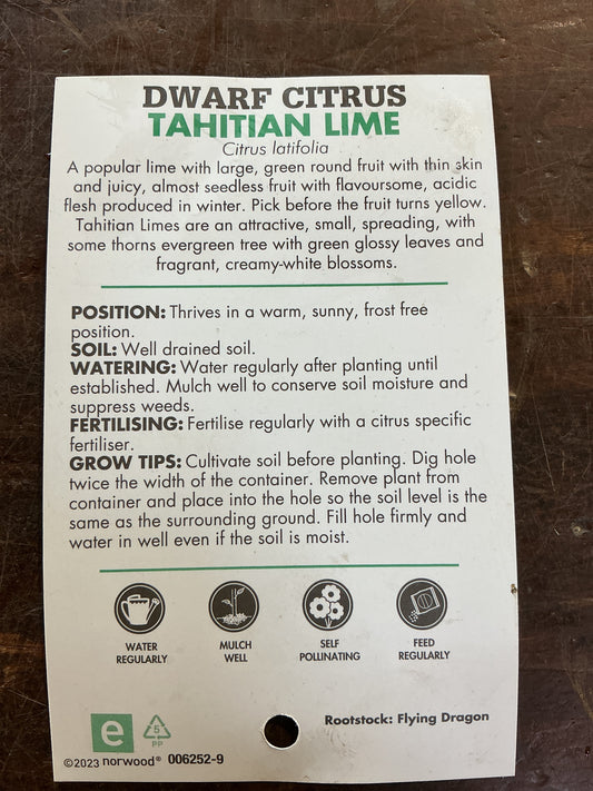 Dwarf Lime (Tahitian Lime)