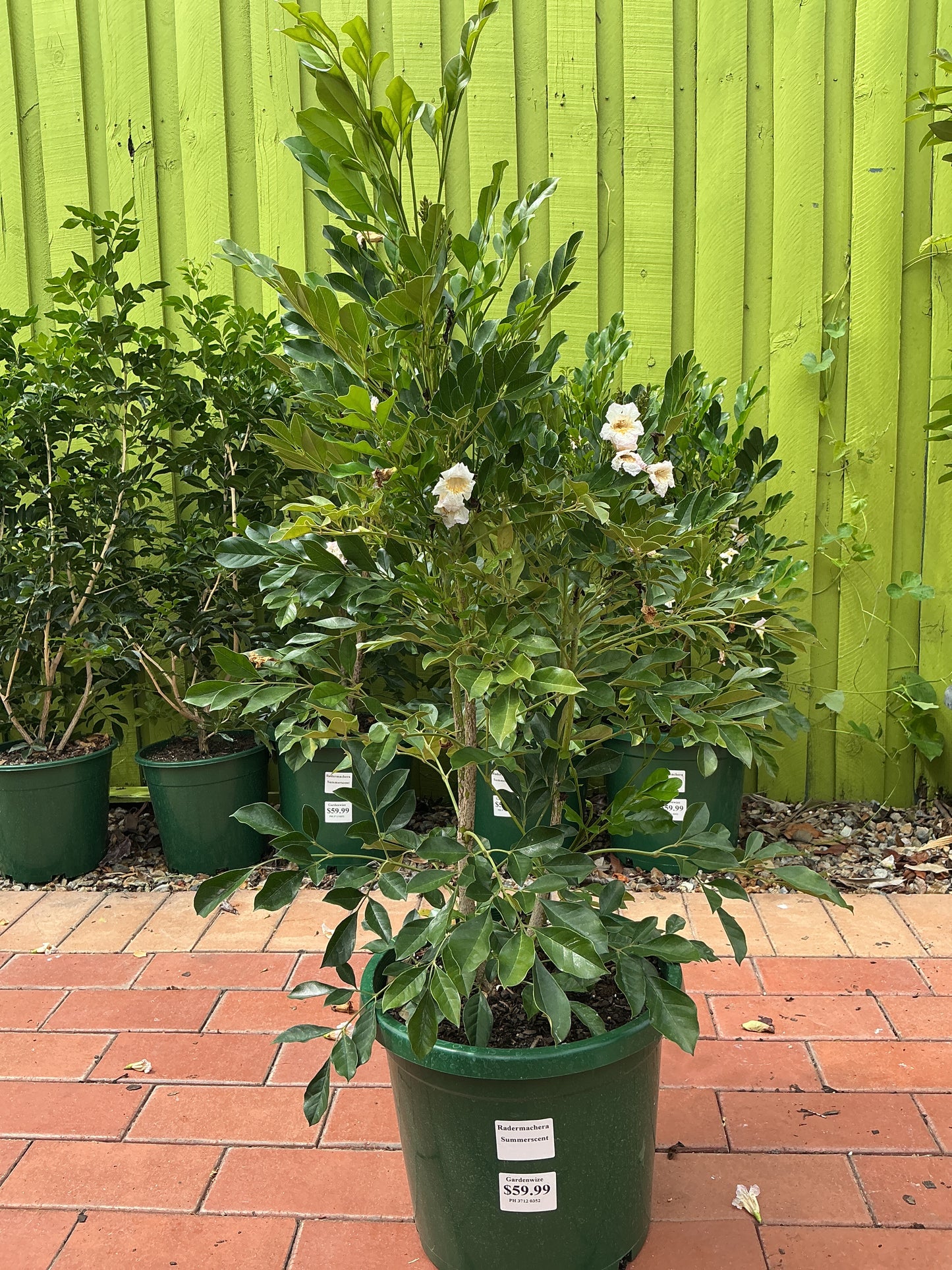 Radermachera ‘Summerscent’