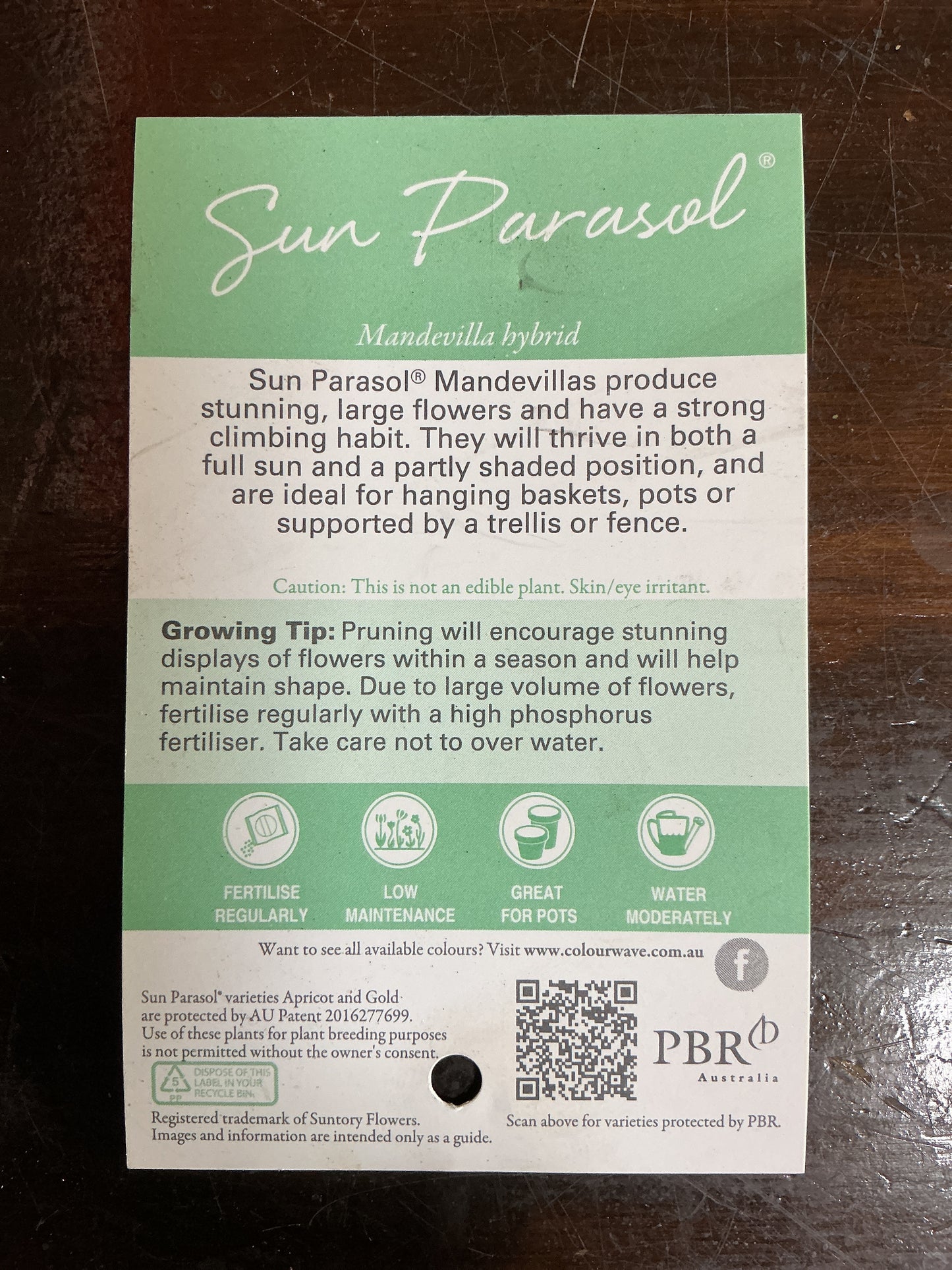 Mandevilla Sun Parasol ‘Bluephoria’