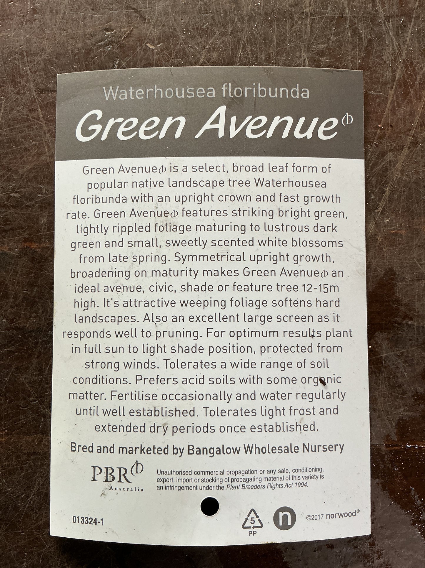 Weeping Lilly Pilly (Waterhousea floribunda) 'Green Avenue'