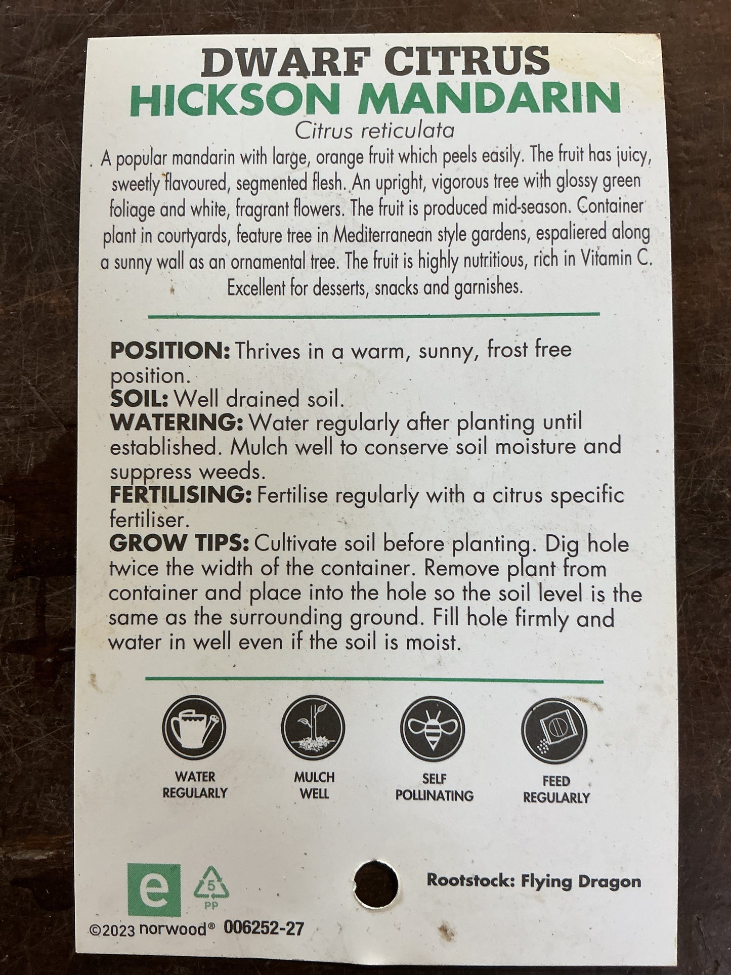 Dwarf Mandarin Hickson