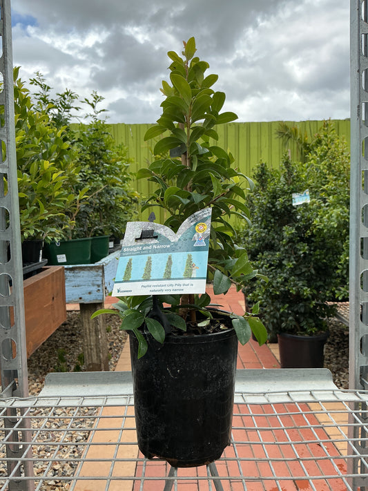 Lilly Pilly Straight and Narrow (Syzygium australe 'SAN01')