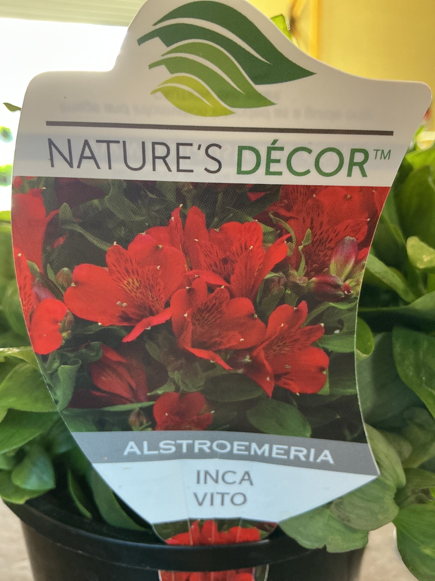Alstromeria