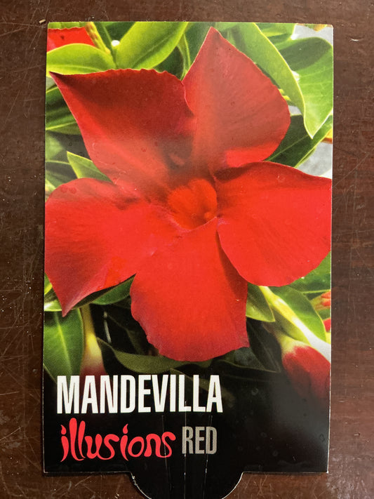 Mandevilla ‘Illusions Red’