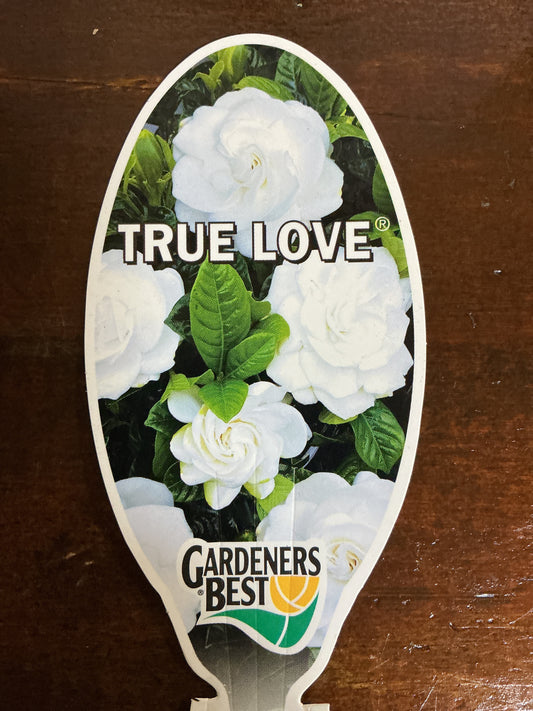 Gardenia 'True Love'