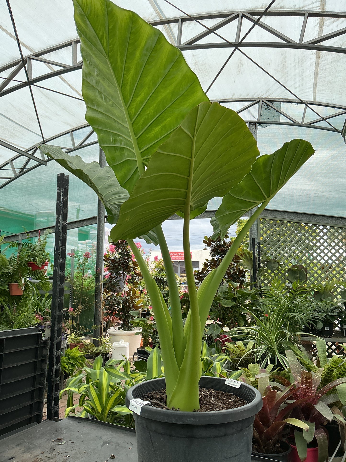 Elephant Ears (Alocasia sp.)