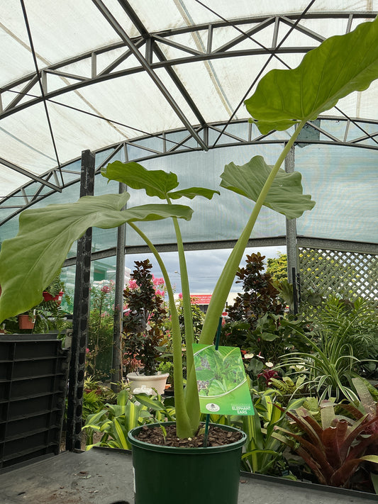 Elephant Ears (Alocasia sp.)