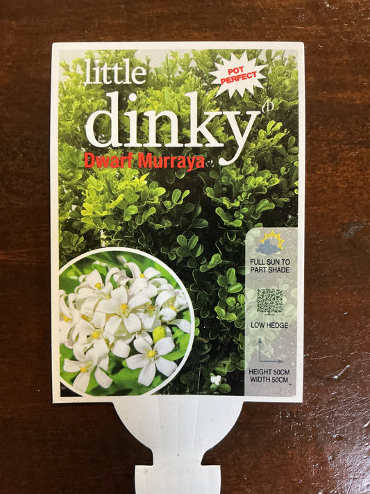 Dwarf Murraya ‘Little Dinky’
